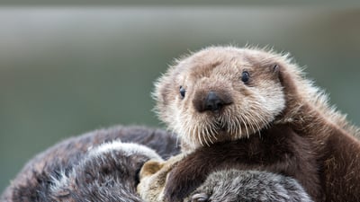 Bing wallpaper May 31, 2023. Sea otter pup, Prince William Sound, Alaska (© Donald M. Jones/Minden Pictures)