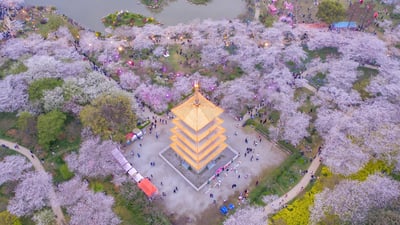Bing wallpaper March 23, 2026. Cerisiers en fleurs au jardin des cerisiers du Lac de l’Est, Wuhan, Chine (© Zhang Qiao/VCG/Getty Images)