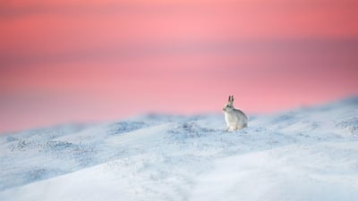 Bing wallpaper January 22, 2023. Mountain hare in Derbyshire, England (© Ben Hall/Minden Pictures)