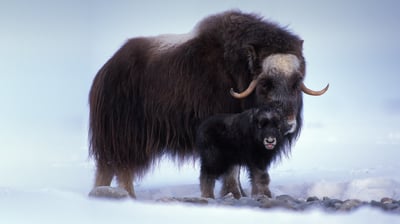 Bing wallpaper February 12, 2021. Muskox with newborn in the central Arctic coastal plain of Alaska (© Steven Kazlowski/Danita Delimont)