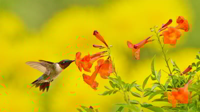 Bing wallpaper September 14, 2020. Ruby-throated hummingbird feeding on yellow bells in the Texas Hill Country (© Rolf Nussbaumer/Danita Delimont)