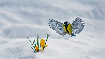 Bing wallpaper March 26, 2022. Great tit and yellow crocuses (© Nataba/Getty Images)