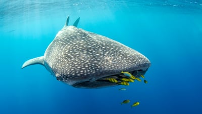 Bing wallpaper August 30, 2026. Whale shark and golden trevally, Cenderawasih Bay, West Papua, Indonesia (© Pete Oxford/Nature Picture Library)
