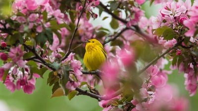 Bing wallpaper April 6, 2025. Yellow warbler in Canada (© mirceax/Getty Images)