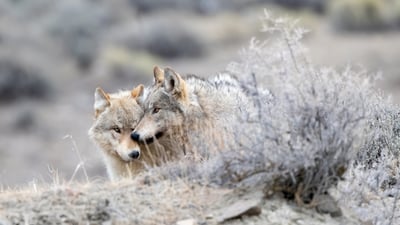 Bing wallpaper October 23, 2026. Two gray wolves, Yellowstone National Park, Wyoming (© John Morrison/Getty Images)