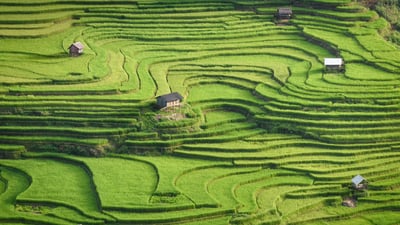 Bing wallpaper July 7, 2024. Rice terraces of Mù Cang Chải, Yên Bái province, Vietnam (© Kiatanan Sugsompian/Getty Images)