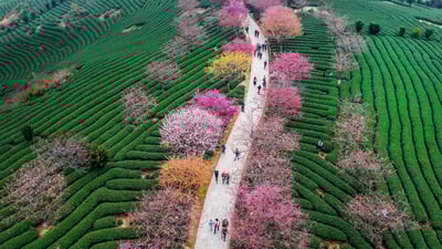 Bing wallpaper April 5, 2019. Blossoming cherry trees at a tea plantation in Longyan, China (© VCG/Getty Images)