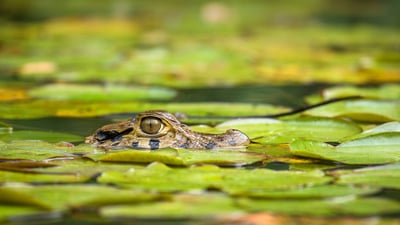 Bing wallpaper August 27, 2024. Young black caiman, Tambopata National Reserve, Peru (© Maxime Aliaga/Minden Pictures)