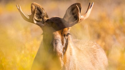 Bing wallpaper September 17, 2025. Young bull moose in Denali National Park, Alaska (© Grant Ordelheide/TANDEM Stills + Motion)