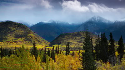 Bing wallpaper November 11, 2023. Autumnal woodland and Young Peak, British Columbia, Canada (© David Noton/Minden)