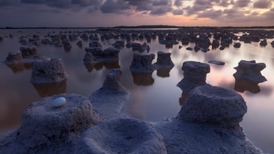 Bing wallpaper November 3, 2024. Caribbean flamingo nests, Ría Lagartos Biosphere Reserve, Yucatán, Mexico (© Claudio Contreras/Minden Pictures)