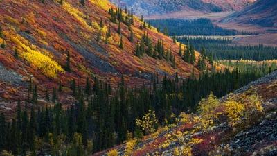 Bing wallpaper October 2, 2024. Autumn in the Ogilvie Mountains, Yukon,Canada (© Theo Allofs/Minden Pictures)