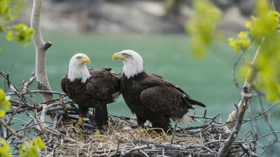 Bing wallpaper May 31, 2021. A pair of adult bald eagles (Haliaeetus leucocephalus) with chick at Yukon River, Yukon (© Mark Newman/Minden Pictures)