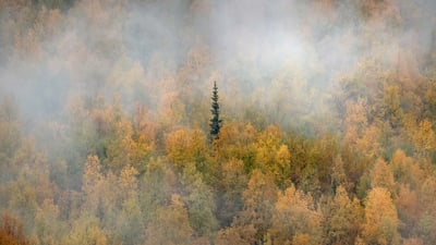 Bing wallpaper October 2, 2020. Misty forest in fall colours, Yukon (© Ignacio Palacios/Getty Images)