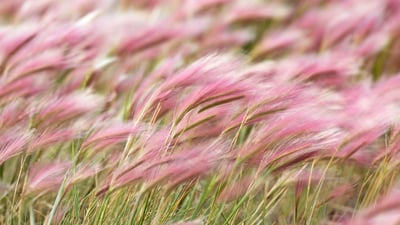 Bing wallpaper August 31, 2020. Squirreltail Barley (Hordeum jubatum) field in Kluane National Park, Yukon (© Helge Schulz/Minden Pictures)