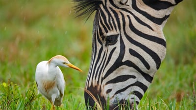 Bing wallpaper May 22, 2022. A Burchell's zebra and a cattle egret at the Rietvlei Nature Reserve in South Africa (© Richard Du Toit/Minden Pictures)