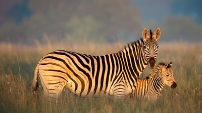 Bing wallpaper January 30, 2024. Burchell's zebra mother and foal, Rietvlei Nature Reserve, South Africa (© Richard Du Toit/Minden Pictures)