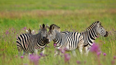 Bing wallpaper January 31, 2023. Burchell's zebras, Rietvlei Nature Reserve, South Africa (© Richard Du Toit/Minden Pictures)