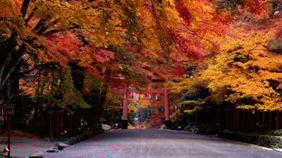 Bing wallpaper November 14, 2019. ｢日吉大社｣滋賀, 大津市 (© JTB Photo/age fotostock)