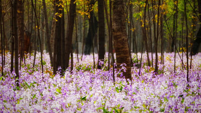 Bing wallpaper April 13, 2019. Forest with flowering plants, Beijing, China (© Raymond Shi/EyeEm/Getty Images)