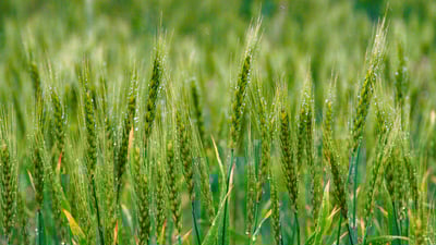Bing wallpaper May 20, 2023. 露が輝く麦の穂 (© mariko satou/iStock/Getty Images Plus)